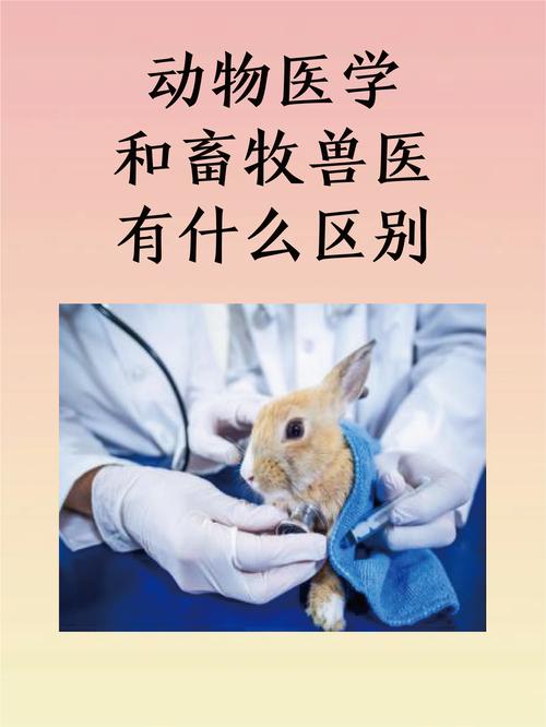 動物醫(yī)學(xué)和畜牧獸醫(yī)有什么區(qū)別-圖1