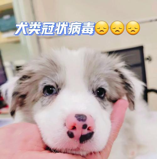 狗狗冠狀病毒會(huì)自愈嗎-圖1